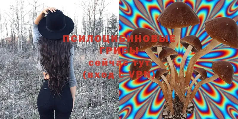 Псилоцибиновые грибы Cubensis  цены   Верещагино 